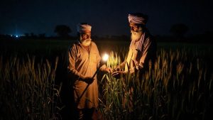 गेहूं के लिए काल बना 4 इंच लंबा ये कीट, केवल रात में करता है हमला.. कुछ ही घंटों में फसल चौपट