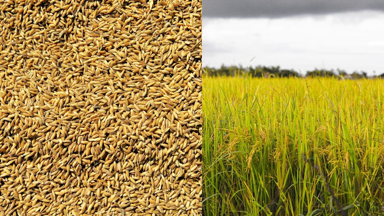 छत्तीसगढ़ धान घोटाला! सरकार की बड़ी कार्रवाई, 12 जिलों में 30 से अधिक अधिकारी निलंबित