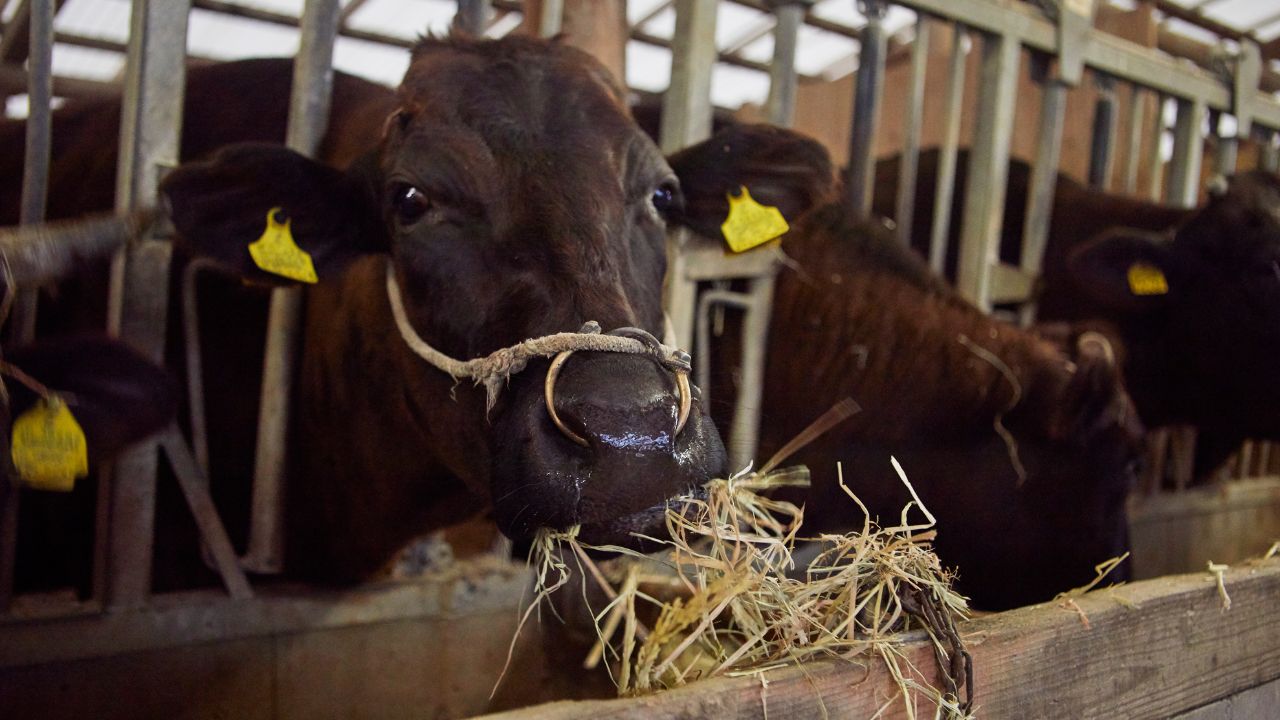 Dairy Farming Tips: इस तरह दिया हरा चारा तो गाय हो जाएगी बीमार, घटेगा दूध और मुनाफा होगा जीरो!