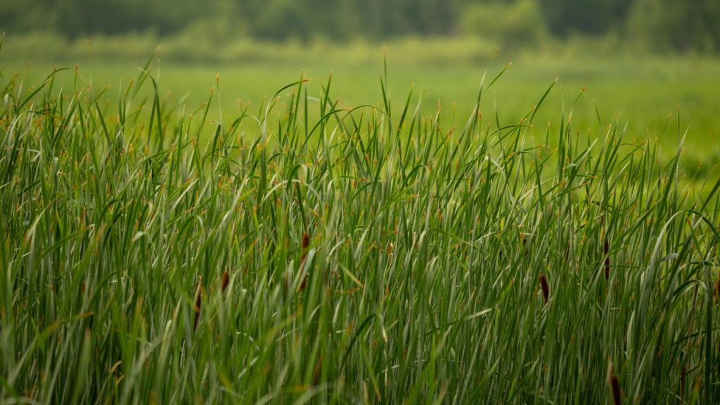 खाली जगहों में उगने वाली लंबी घास सांपों और जहरीले जीवों के लिए आसान छिपने की जगह बनाती है. ये अचानक हमला करने की संभावना बढ़ा देती है. इसलिए गर्मियों में लंबी घास को नियमित रूप से काटते रहें.