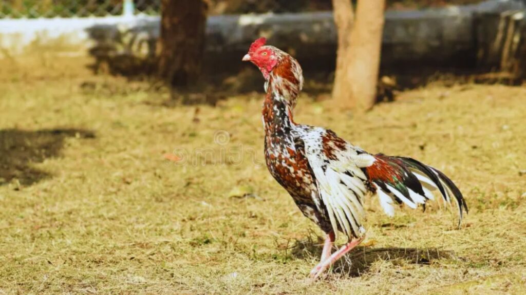 असील मुर्गियां सालभर में केवल 60-70 अंडे देती हैं, जो संख्या में भले कम हों, लेकिन ऊंची कीमत के कारण एक मुर्गी से सालाना 6,000 से 7,000 रुपये तक की आमदनी संभव हो जाती है. असील मुर्गियां सालभर में केवल 60-70 अंडे देती हैं, जो संख्या में भले कम हों, लेकिन ऊंची कीमत के कारण एक मुर्गी से सालाना 6,000 से 7,000 रुपये तक की आमदनी संभव हो जाती है.