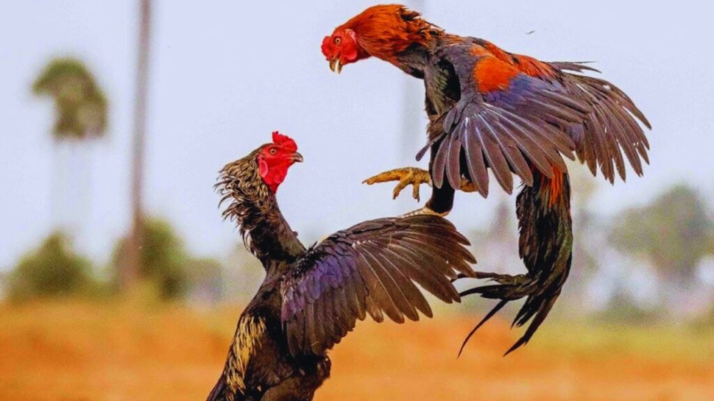 असील नस्ल की मुर्गी के अंडे बाजार में सामान्य देशी अंडों की तुलना में 6-7 गुना ज्यादा कीमत पर बिकते हैं. जहां आम अंडा 10–15 रुपये में मिलता है, वहीं असील अंडे की कीमत 80 से 100 रुपये तक पहुंच जाती है, जिससे मुनाफा सीधे बढ़ जाता है. असील नस्ल की मुर्गी के अंडे बाजार में सामान्य देशी अंडों की तुलना में 6-7 गुना ज्यादा कीमत पर बिकते हैं. जहां आम अंडा 10–15 रुपये में मिलता है, वहीं असील अंडे की कीमत 80 से 100 रुपये तक पहुंच जाती है, जिससे मुनाफा सीधे बढ़ जाता है.