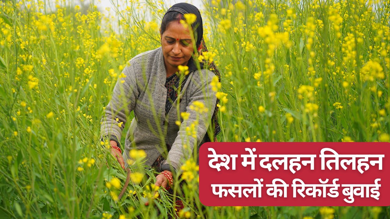 Rabi Crops Sowing Acreage Cross 652 Lakh Hectare And Breaks Records Wheat Acreage Increases But Sri Anna Crops Cultivation Fall