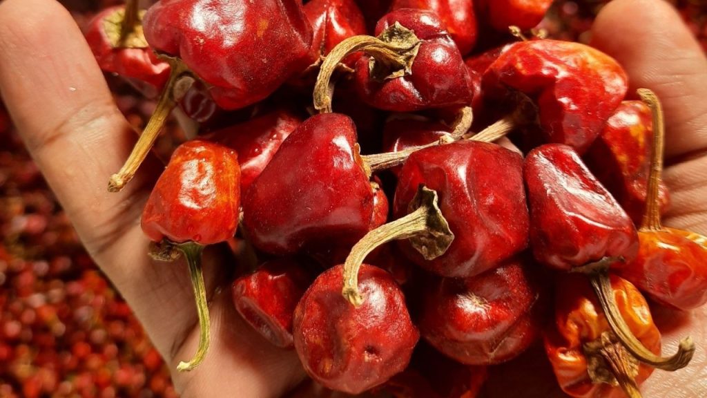 Ramanathapuram Mundu chilli (तमिलनाडु): रामनाथपुरम मुंडू मिर्च गोल और लाल रंग की होती है. इसमें मीडियम तीखापन होता है और इसे दक्षिण भारतीय ग्रेवी और सांभर में स्वाद और रंग दोनों बढ़ाने के लिए इस्तेमाल किया जाता है.