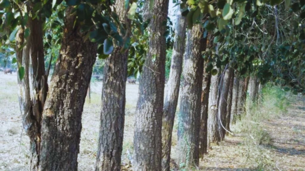 10-12 साल बाद पेड़ में रंग और खुशबू आने लगती है, जिससे लकड़ी की कीमत और बढ़ जाती है. अगर किसान 15-20 साल तक इंतजार कर ले, तो यही पेड़ करोड़ों रुपये की आमदनी दे सकता है.