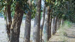 प्रति एकड़ करोड़ों का मुनाफा दे सकती है चंदन की खेती, समझिए लागत और कानूनी शर्तें प्रति एकड़ करोड़ों का मुनाफा दे सकती है चंदन की खेती, समझिए लागत और कानूनी शर्तें