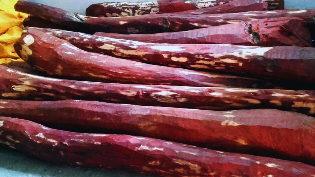 लाल चंदन की लकड़ी की कीमत ₹3,000 से ₹10,000 प्रति किलो तक जाती है. आयुर्वेदिक दवाओं, इत्र, हैंडीक्राफ्ट और विदेशों में महंगे फर्नीचर की वजह से इसकी डिमांड साल दर साल बढ़ती जा रही है.