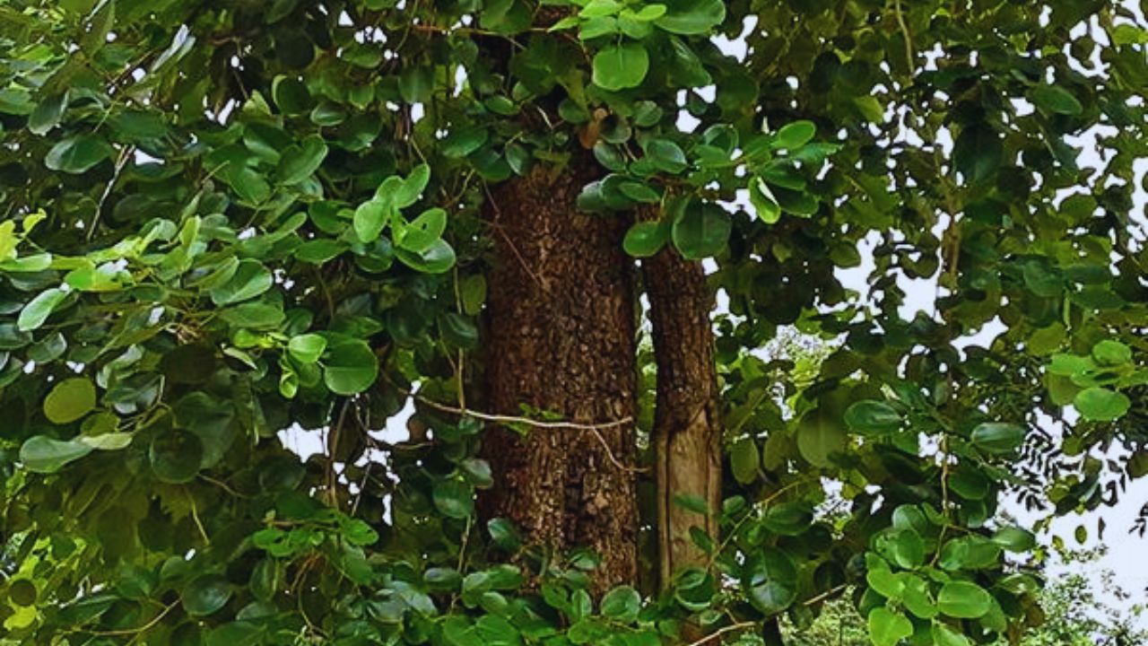 Rural Business Ideas Lal Chandan Ki Kheti Me Munafa Profit In Red Sandalwood Farming