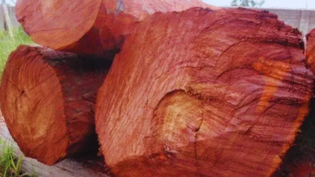 इस पेड़ की सबसे बड़ी खासियत यह है कि इसे ज्यादा पानी, खाद या देखभाल की जरूरत नहीं होती. शुरुआती 2–3 साल थोड़ी निगरानी जरूरी होती है, उसके बाद पेड़ खुद ही बढ़ता रहता है.