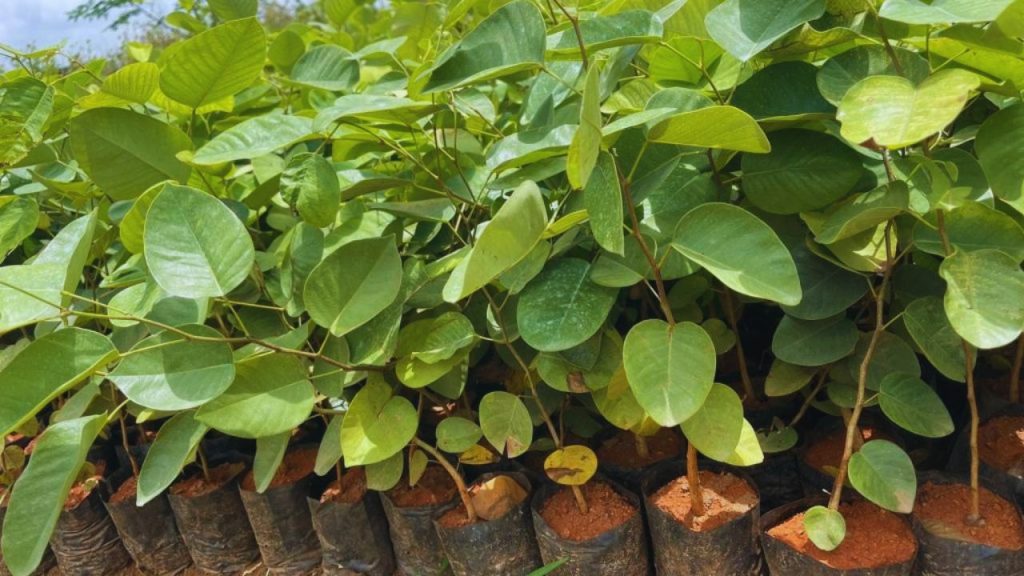 लाल चंदन की खेती में सबसे अहम बात है असली पौधे की पहचान. नर्सरी से प्रमाणित पौधे ही लें, क्योंकि नकली किस्म न तो सही बढ़ती है और न ही बाजार में उसका कोई दाम मिलता है.