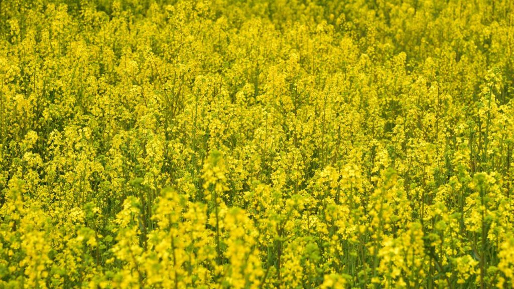 एक्सपर्ट के अनुसार, जैसे ही रोग की पहचान हो जाए, किसान तुरंत कार्रवाई करें. जल्दी कदम उठाने से ही रोग के फैलाव को रोका जा सकता है. देर होने पर यह तेजी से पूरे खेत में फैल सकता है और नुकसान बहुत बढ़ सकता है. एक्सपर्ट के अनुसार, जैसे ही रोग की पहचान हो जाए, किसान तुरंत कार्रवाई करें. जल्दी कदम उठाने से ही रोग के फैलाव को रोका जा सकता है. देर होने पर यह तेजी से पूरे खेत में फैल सकता है और नुकसान बहुत बढ़ सकता है.