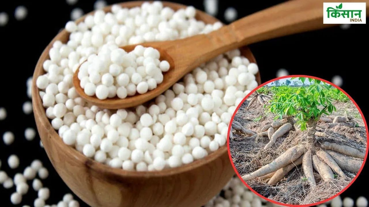 क्या अब राशन दुकानों के जरिए होगा साबूदाना का वितरण? किसानों ने सरकार से की ये बड़ी मांग