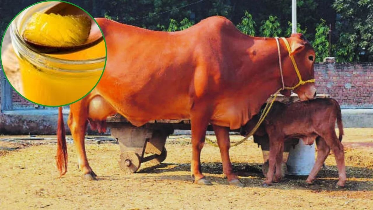 Sahiwal Cow Ghee Production Cow Rearing Advanced Cow Breed