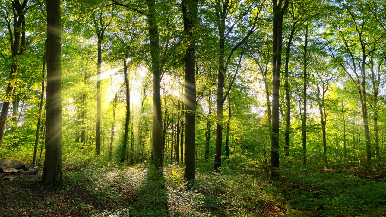 Sal Borer Insect Not Only Agriculture Existence Of Forests Depends On Climate Balance Read Expert Opinion On Climate Change