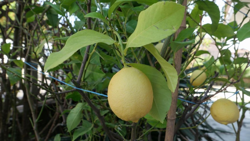 नींबू और अन्य फलों के पेड़ पक्षियों और चूहों को आकर्षित करते हैं. सांप अक्सर इन पेड़ों के आसपास छुपे रहते हैं और छोटे जानवरों का शिकार करते हैं. इसलिए ऐसे पेड़ों को घर के आस-पास लगाने से बचें.