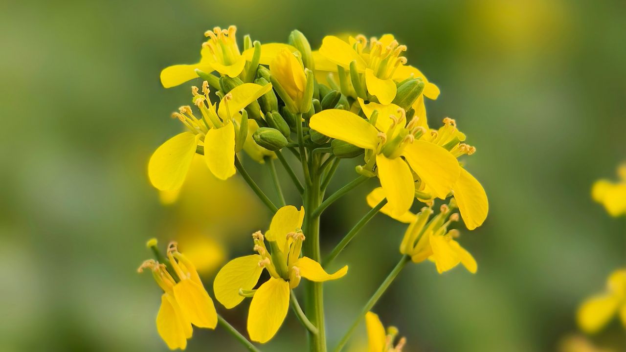 Farmers Tips Sarson Me Safed Roli Rog Mustard Crop Protection From Disease Control
