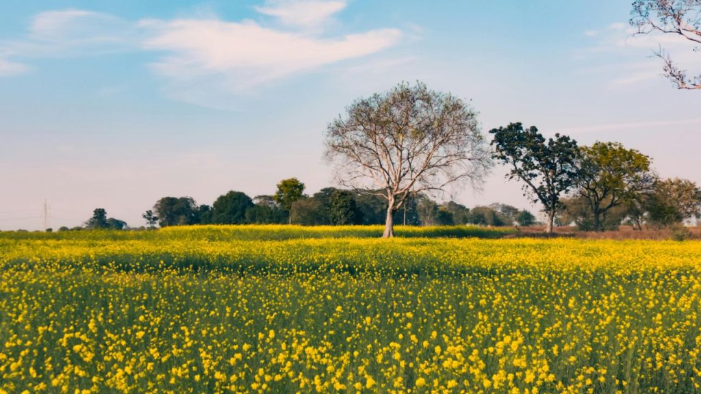 पीएसबी और एजोटोबैक्टर जैसे जैव उर्वरकों के प्रयोग से सरसों की पैदावार करीब 20 प्रतिशत तक बढ़ सकती है. साथ ही मिट्टी की सेहत भी लंबे समय तक बनी रहती है.