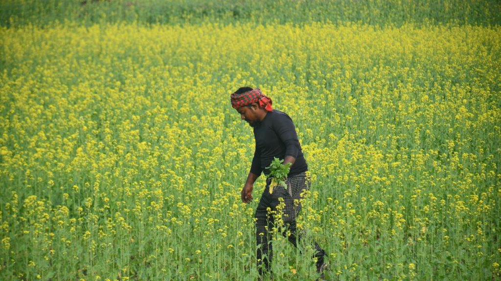 प्रति एकड़ सिर्फ 2 किलो बीज का प्रयोग करें और बुआई से पहले कार्बेन्डाजिम से बीज उपचार जरूर करें. इससे फसल शुरुआती बीमारियों से सुरक्षित रहती है.