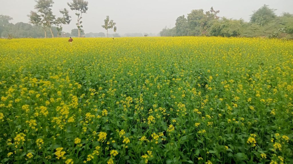 सफेद रोली रोग की वजह से किसानों की उपज कम हो जाती है. दानों के नष्ट होने से उनकी आमदनी पर भी सीधा असर पड़ता है. अगर समय रहते उपाय नहीं किए गए तो पूरा खेत प्रभावित हो सकता है, जिससे आर्थिक नुकसान बहुत बड़ा हो सकता है. सफेद रोली रोग की वजह से किसानों की उपज कम हो जाती है. दानों के नष्ट होने से उनकी आमदनी पर भी सीधा असर पड़ता है. अगर समय रहते उपाय नहीं किए गए तो पूरा खेत प्रभावित हो सकता है, जिससे आर्थिक नुकसान बहुत बड़ा हो सकता है.