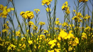 सरसों की खेती में की ये गलती तो आधी पैदावार होगी बर्बाद! जानें कम लागत में बंपर उत्पादन का आसान फॉर्मूला