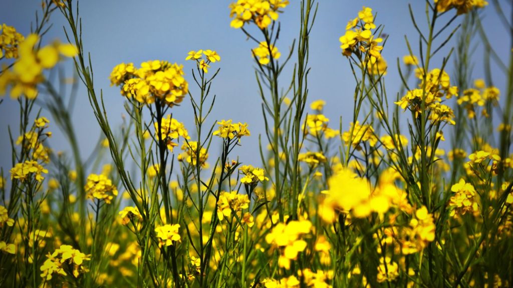 सरसों के पौधों में यह रोग सबसे पहले डंठल और फलियों पर सफेद रंग की पतली परत के रूप में दिखाई देता है. समय के साथ यह परत मोटी होने लगती है और फलियों के अंदर दाने पूरी तरह विकसित नहीं हो पाते. इसके कारण दाने सिकुड़ जाते हैं या पूरी तरह नष्ट हो जाते हैं, जिससे फसल की गुणवत्ता और पैदावार दोनों प्रभावित होती हैं. सरसों के पौधों में यह रोग सबसे पहले डंठल और फलियों पर सफेद रंग की पतली परत के रूप में दिखाई देता है. समय के साथ यह परत मोटी होने लगती है और फलियों के अंदर दाने पूरी तरह विकसित नहीं हो पाते. इसके कारण दाने सिकुड़ जाते हैं या पूरी तरह नष्ट हो जाते हैं, जिससे फसल की गुणवत्ता और पैदावार दोनों प्रभावित होती हैं.