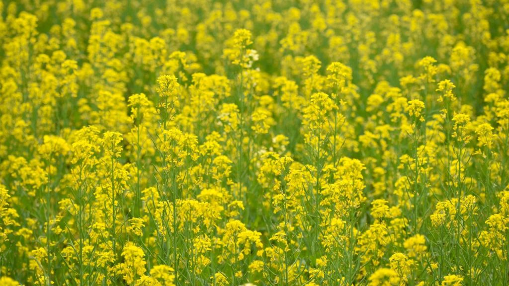 सरसों की फसल में सल्फर का इस्तेमाल बेहद जरूरी है. इससे न सिर्फ दाना ज्यादा बनता है, बल्कि तेल की मात्रा और उसकी गुणवत्ता भी बेहतर हो जाती है.