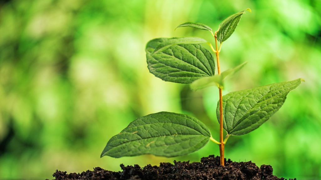 जब सभी बीज एक साथ भिगोए जाते हैं, तो उनका अंकुरण लगभग समान होता है. इससे पूरा खेत एकसमान हरा-भरा दिखता है, जिससे निराई-गुड़ाई और खाद प्रबंधन में आसानी होती है. साथ ही उत्पादन की योजना भी बेहतर बनती है.