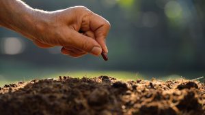 गलत फसल बोई तो मेहनत बेकार! बुवाई से पहले करें मिट्टी की सही पहचान, नहीं तो पैदावार और कमाई दोनों हो जाएगी आधी