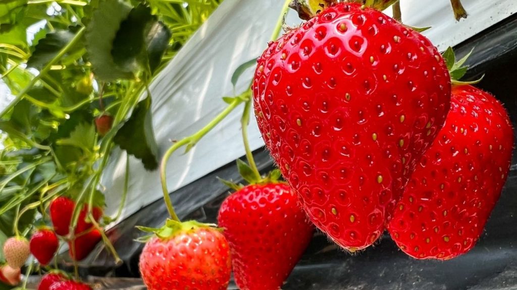 कैल्शियम नाइट्रेट (1 ग्राम प्रति लीटर) और बोरॉन (0.2 ग्राम प्रति लीटर) का छिड़काव फल को बड़ा, सख्त और समान रूप से विकसित करने में मदद करता है.