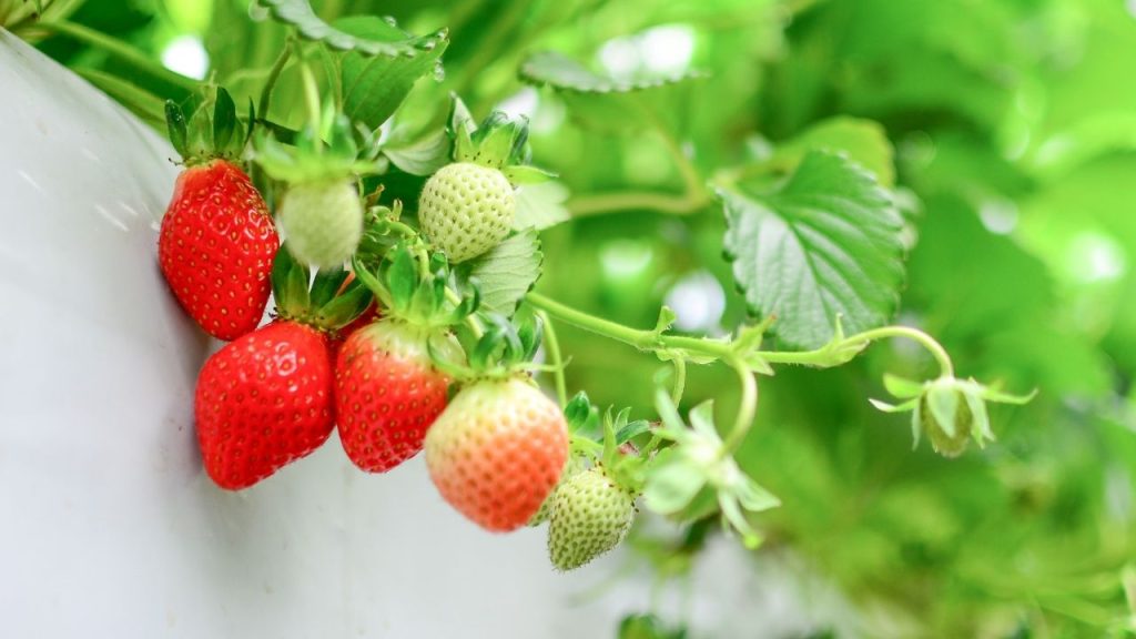 19:19:19 एनपीके घुलनशील खाद को 1-1.5 ग्राम प्रति लीटर पानी में मिलाकर 10-15 दिन के अंतराल पर ड्रिप या फोलियर स्प्रे करें. फूल आने से पहले पोटाश की मात्रा बढ़ाना फल के आकार और वजन के लिए फायदेमंद होता है.