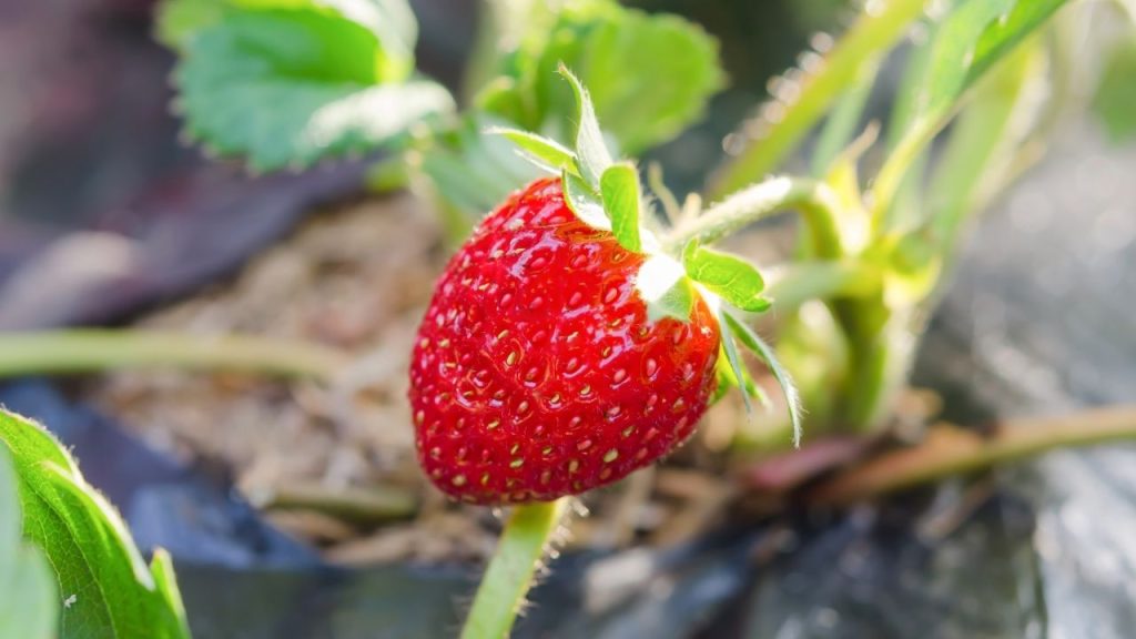 बड़े और अच्छे रंग वाले फलों के लिए चैंडलर, कैमारोसा, स्वीट चार्ली और विंटर डॉन जैसी उन्नत किस्मों का चयन करें. क्षेत्र और जलवायु के अनुसार किस्म का चुनाव फल के आकार और वजन पर बड़ा असर डालता है.