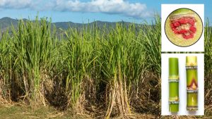 ठंड में गन्ना किसानों पर दोहरी मार.. रेड रॉट बीमारी और मौसम से फसल को नुकसान, ऐसे करें बचाव