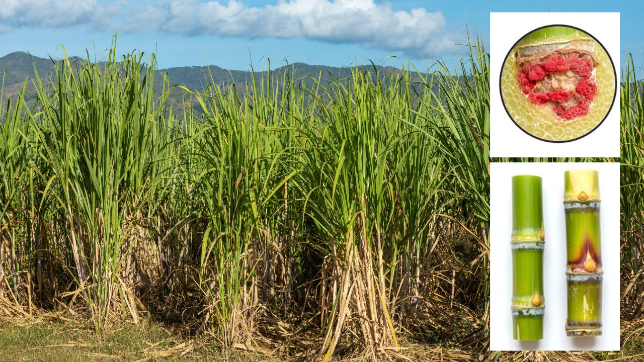 ठंड में गन्ना किसानों पर दोहरी मार.. रेड रॉट बीमारी और मौसम से फसल को नुकसान, ऐसे करें बचाव