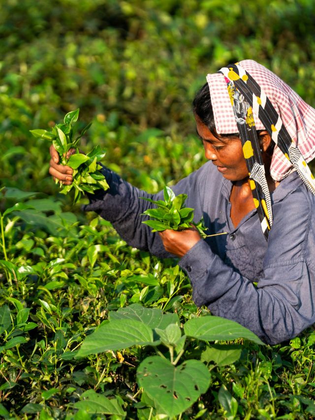 टी गार्डन के नाम से मशहूर है भारत का ये शहर, जानें