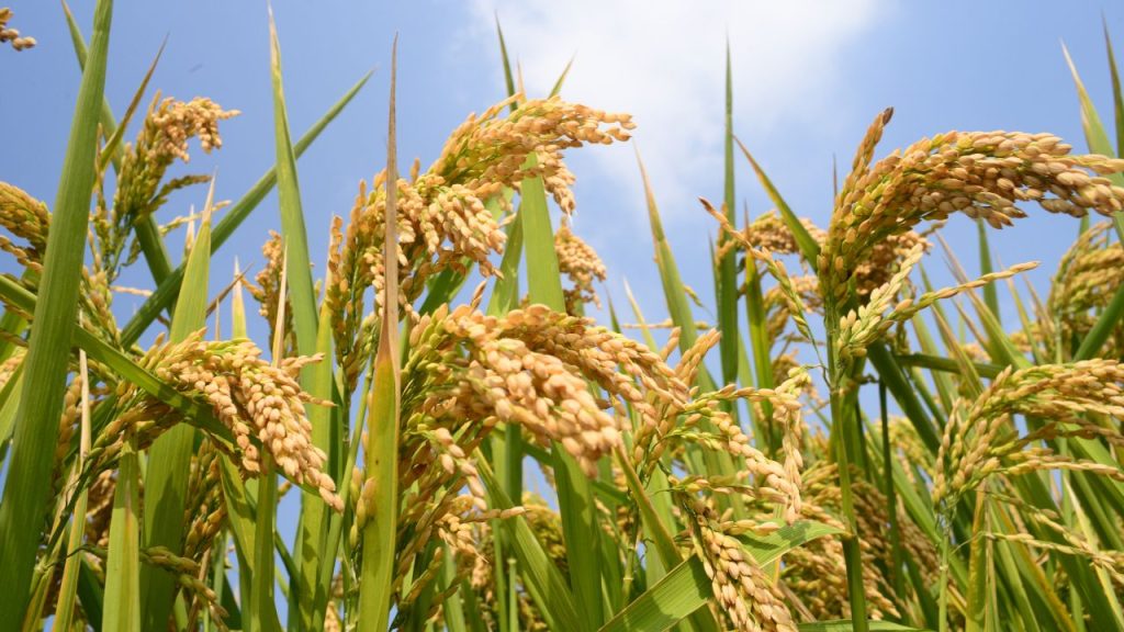 तेज हवाओं में सबसे पहले नुकसान खेत की खुली दिशा से होता है. ऐसे में खेत की मेड़ों को ठीक से मजबूत करें. अगर संभव हो तो प्लास्टिक नेट, झाड़ियों या अस्थायी बांस की बाड़ लगाएं, जिससे हवा की सीधी मार फसल तक न पहुंचे.