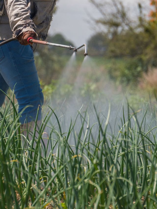 इस समय किया स्प्रे तो बर्बाद हो जाएगी फसल! जानें सही समय
