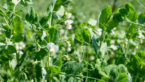 मटर में ज्यादा पानी बना सकता है नुकसान की वजह, जानिए सही सिंचाई तरीका और सही समय