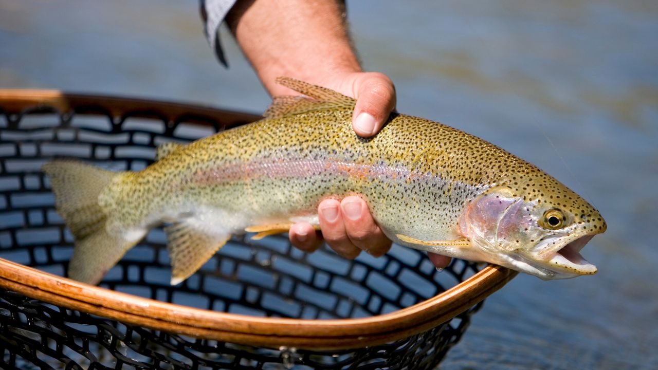 Trout Farming Now Possible Warmer Regions Technology Change Landscape Fish Farming
