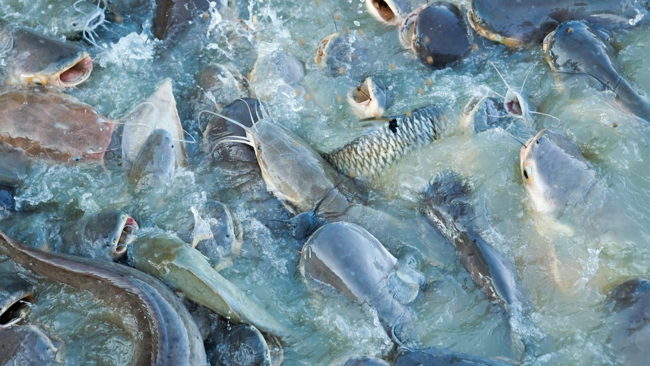 Fish Farming Not Loss Making Venture This Winter Adopt These Measures January Increase Your Income