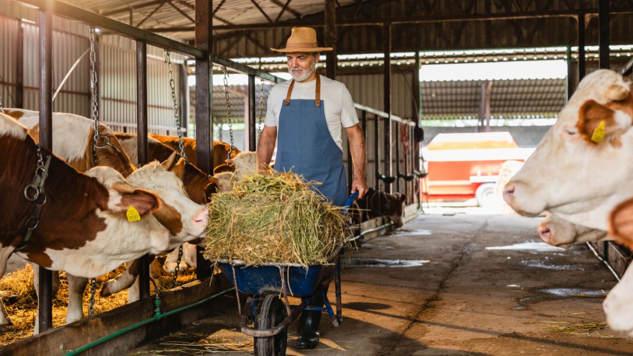 Do Not Green Fodder Every Day These Simple Methods Help Your Cows And Buffaloes Produce Plenty Milk And Increase Your Income