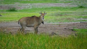 नीलगाय से फसल बचाने के लिए मेड़ पर लगाएं ये पौधे, खेत से दूर रहेंगे जंगली जानवर