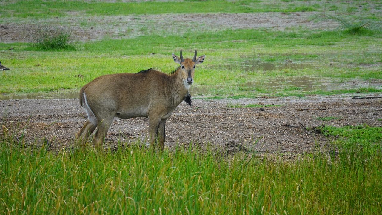 Nilgay Se Fasal Kaise Bachayen Nilgai Damage Crops End Plant This Crop On Embankment Crop Saved And Income Increase