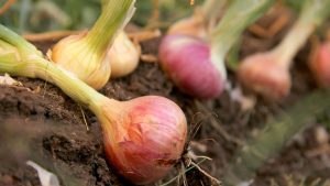 Onion Farming Tips : ठंड और ओस में कमजोर पड़ती प्याज की फसल, ऐसे करें समय पर बचाव