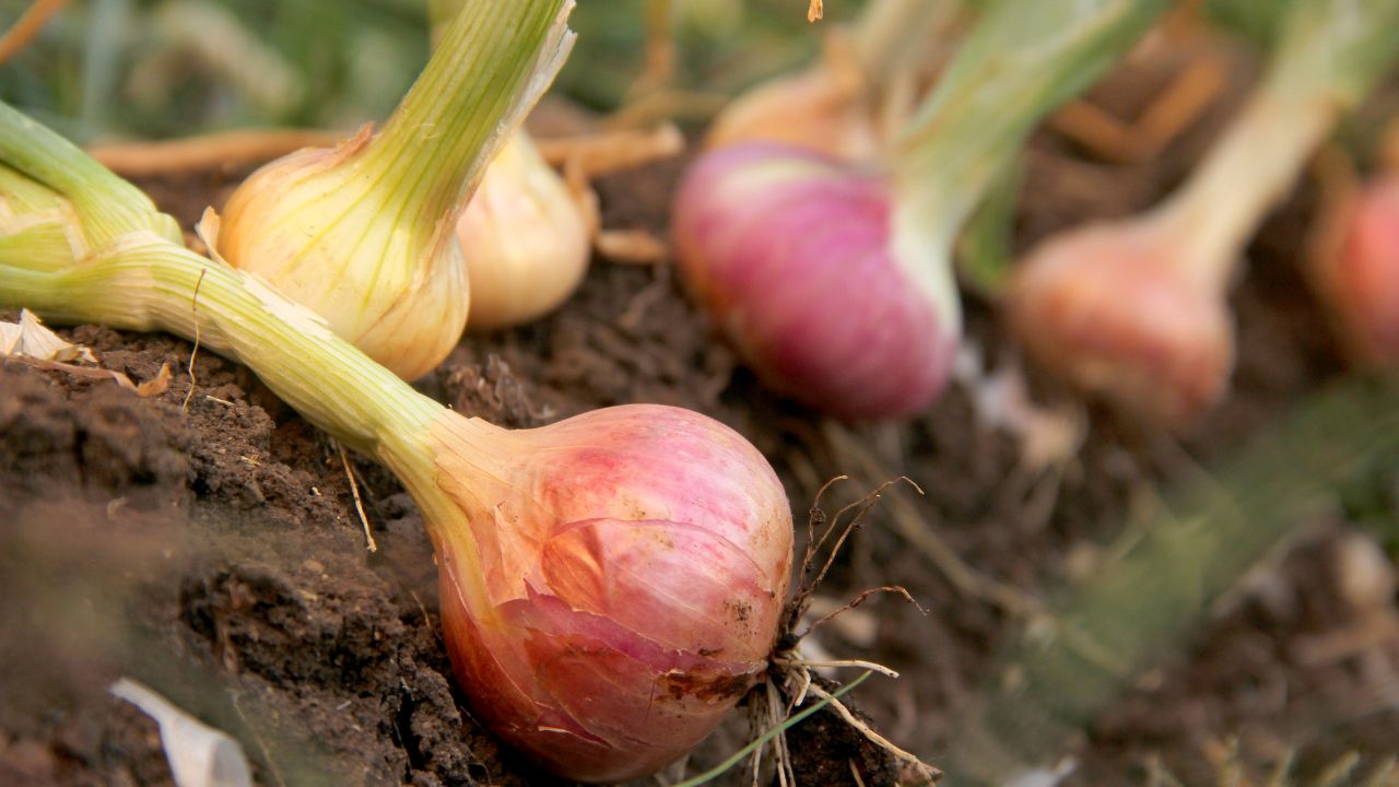 Onion Farming Tips : ठंड और ओस में कमजोर पड़ती प्याज की फसल, ऐसे करें समय पर बचाव