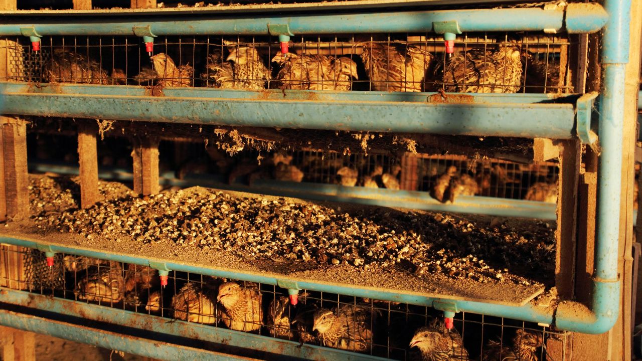 What Bater Farming And How To Earn Money From It