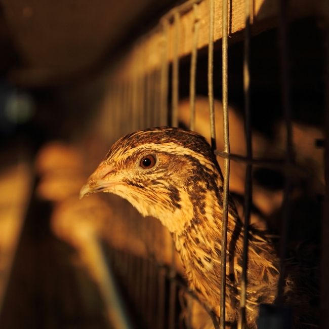 Bater Farming, Quail Farming, Farmer Income, what is Bater farming, how to earn Bater farming