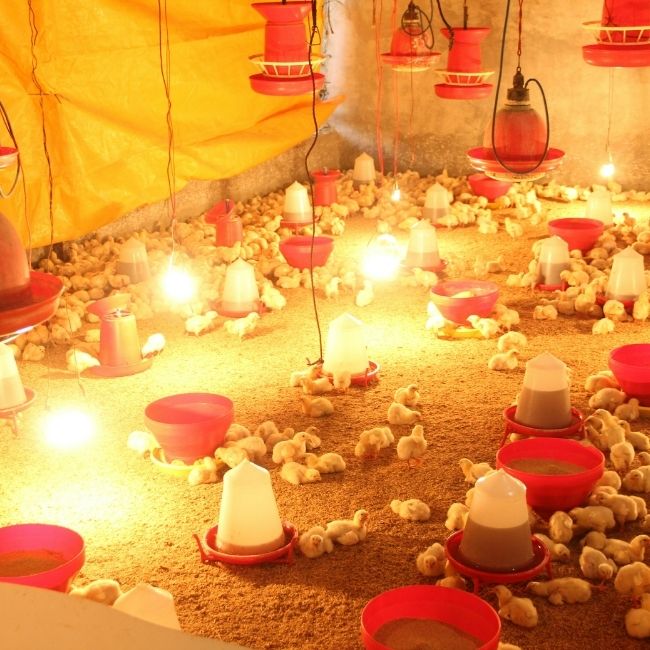 Poultry Farming Tips, Egg Production Drop, Chicken Care Guide, Layer Poultry Feed