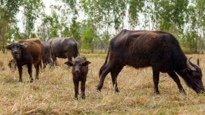 भैंस का दूध होगा दोगुना! बस दाने में मिलाकर खिला दें ये एक सफेद चीज, बाल्टी पड़ जाएगी छोटी