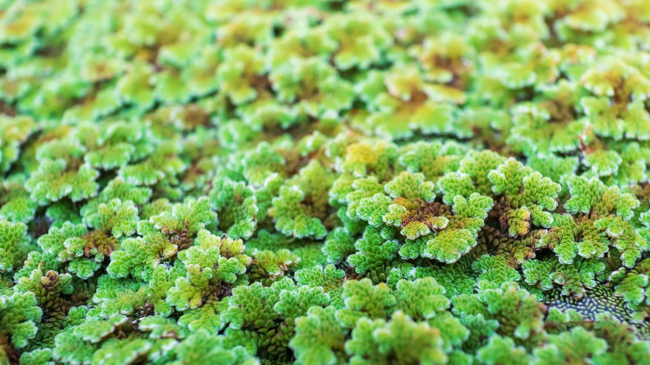 Forget Buying Expensive Grains And Bran Azolla Farm Grass Strength 10 Kilograms Almonds