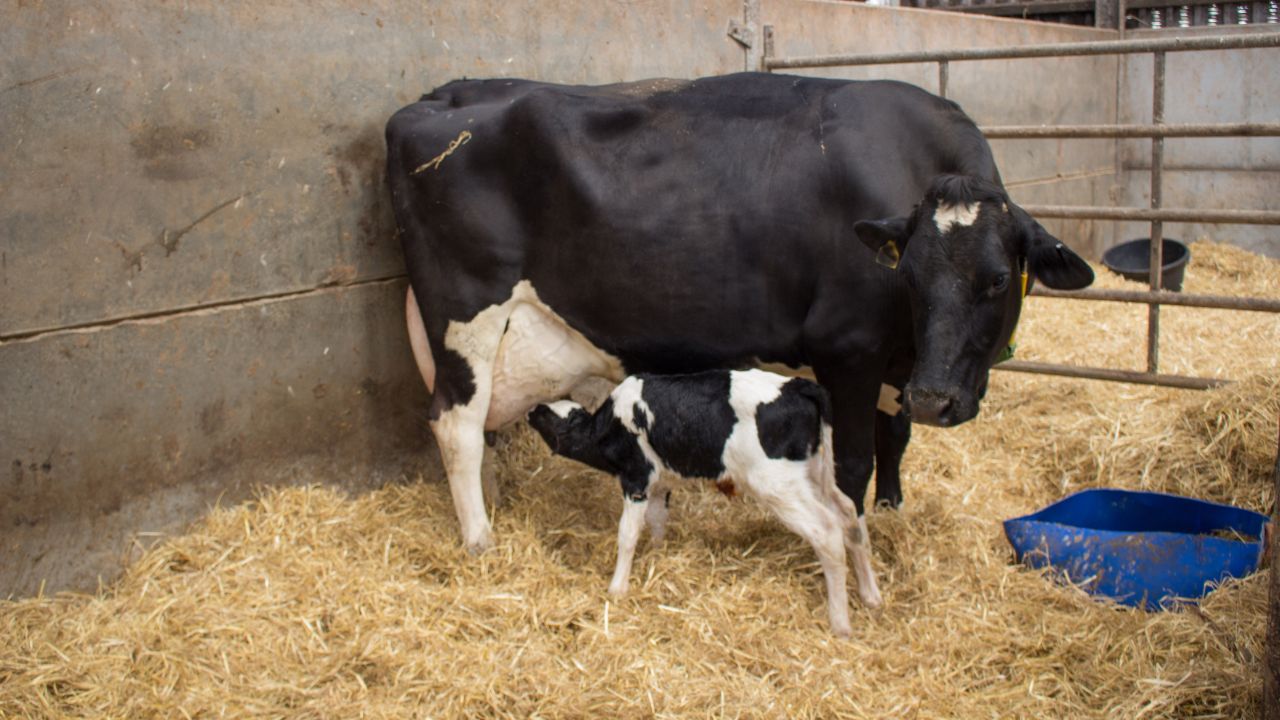 Your Calf Is Not Getting Pregnant For Last 3 Years Then Use Sprouted Wheat Make Calf Pregnant